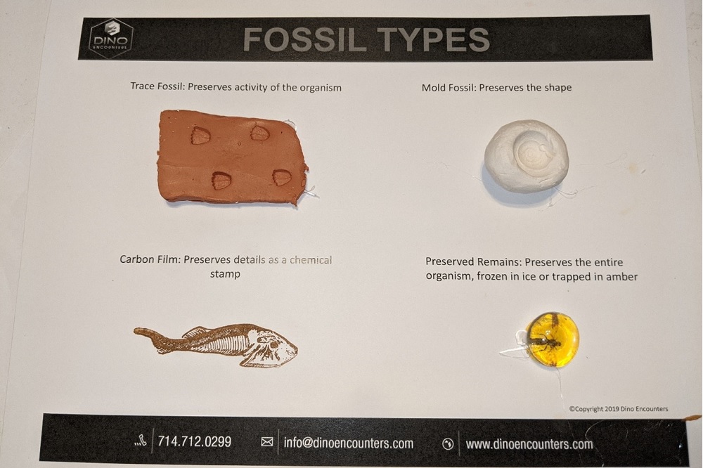 Fossil Types